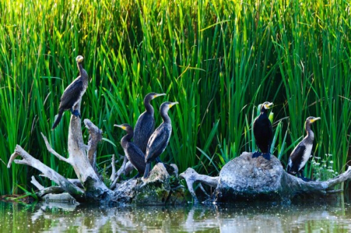 Cormorani Delta Dunării