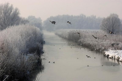 Iarna în Delta Dunării