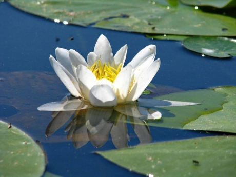 Nuferi Delta Dunării