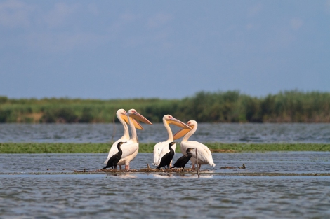 Birdwatching Delta Dunării